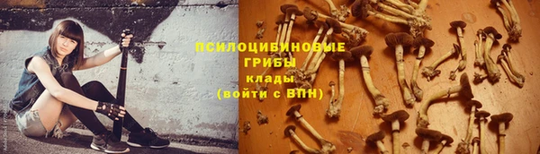 стаф Грязовец