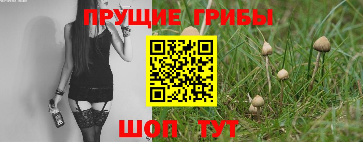 хочу наркоту  Краснокаменск  Псилоцибиновые грибы GOLDEN TEACHER 